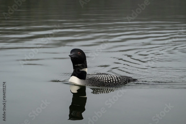 Obraz loon on quiet water