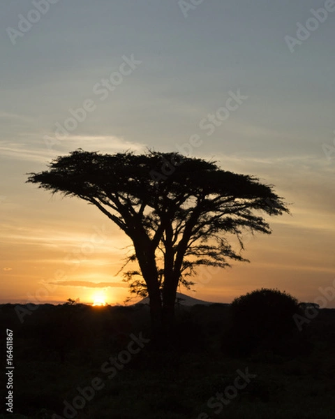 Fototapeta Acacia Sunset