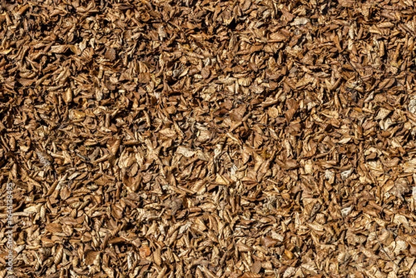 Fototapeta Abstract brown background of dry fallen old leaves in a deciduous forest. Natural park backdrop