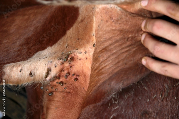 Obraz Fazenda de gado