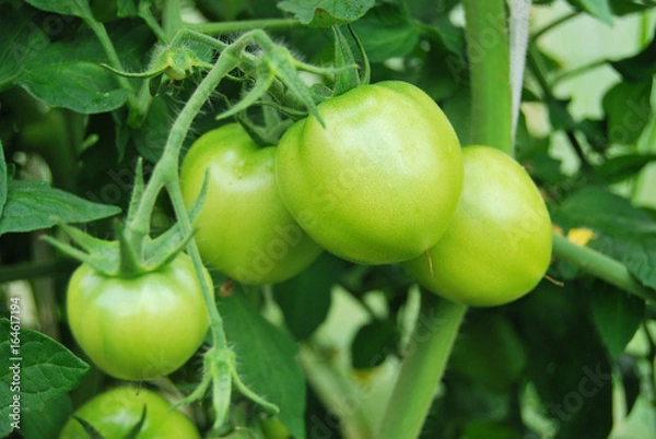 Fototapeta A branch of green immature tomatoes in macro