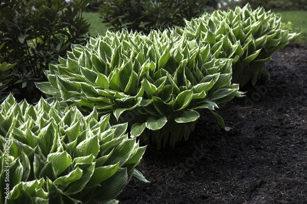 Fototapeta Selective Focus Green and White Patriot Hosta Plants, Soil Ground, Out of Focus Background
