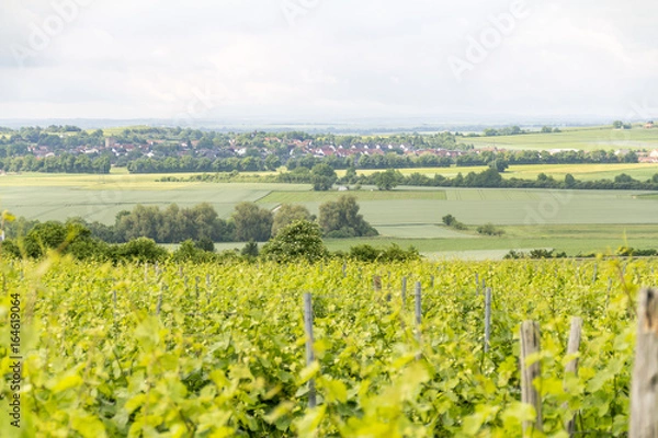 Obraz winegrowing around Loerzweiler