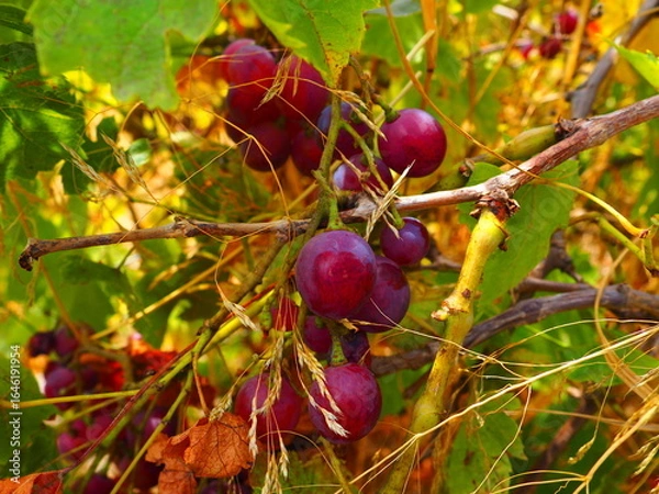 Obraz Cluster of ripe red grapes among green leaves in vineyard, soft focus summer countryside scene