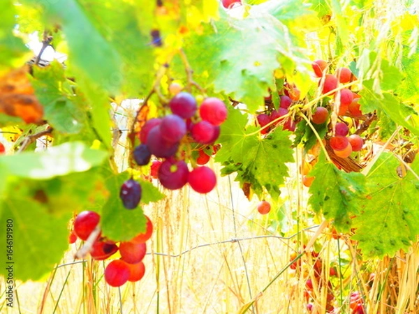 Obraz Cluster of ripe red grapes among green leaves in vineyard, soft focus summer countryside scene