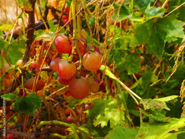 Obraz Cluster of ripe red grapes among green leaves in vineyard, soft focus summer countryside scene