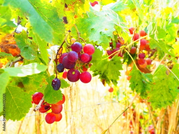 Obraz Cluster of ripe red grapes among green leaves in vineyard, soft focus summer countryside scene