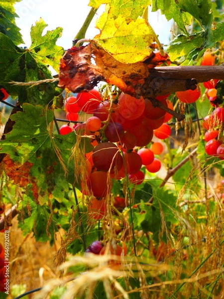 Obraz Cluster of ripe red grapes among green leaves in vineyard, soft focus summer countryside scene