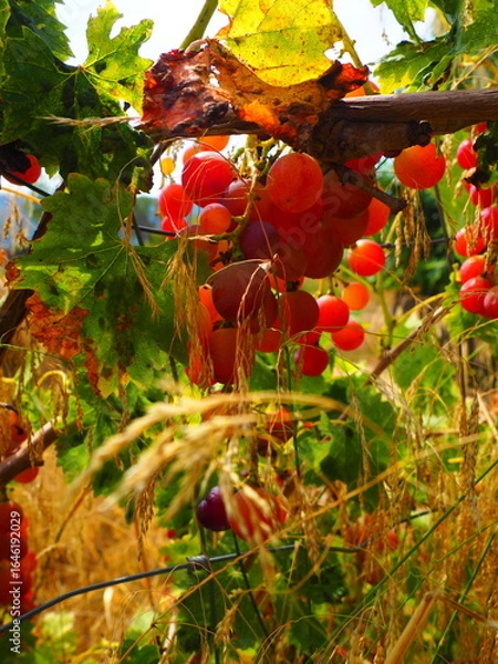 Obraz Cluster of ripe red grapes among green leaves in vineyard, soft focus summer countryside scene