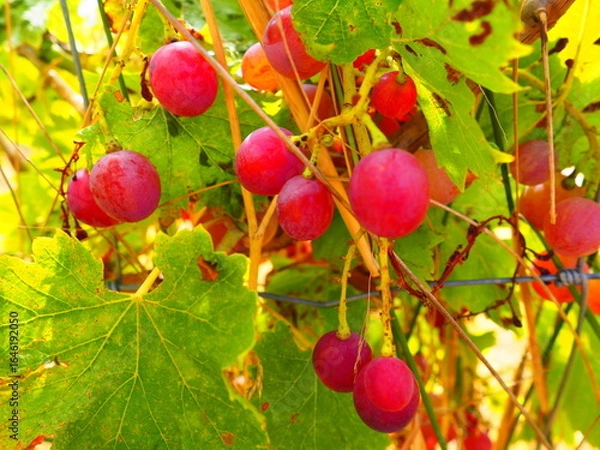 Obraz Cluster of ripe red grapes among green leaves in vineyard, soft focus summer countryside scene