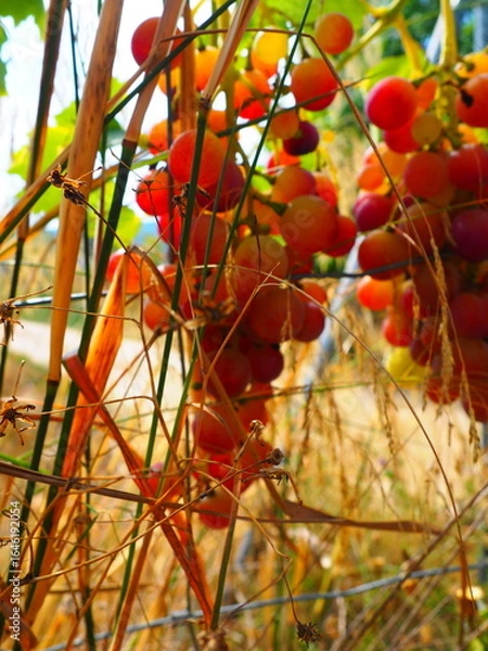 Obraz Cluster of ripe red grapes among green leaves in vineyard, soft focus summer countryside scene