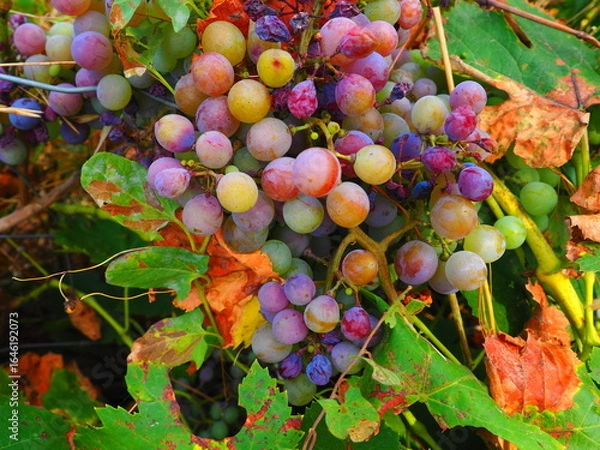 Obraz Cluster of ripe red grapes among green leaves in vineyard, soft focus summer countryside scene