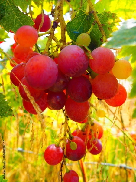 Obraz Cluster of ripe red grapes among green leaves in vineyard, soft focus summer countryside scene