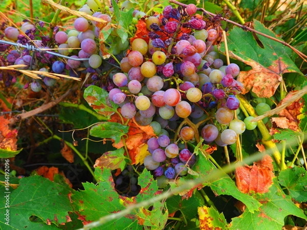 Obraz Cluster of ripe red grapes among green leaves in vineyard, soft focus summer countryside scene
