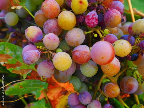 Obraz Cluster of ripe red grapes among green leaves in vineyard, soft focus summer countryside scene