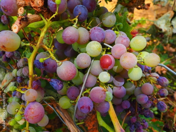 Obraz Cluster of ripe red grapes among green leaves in vineyard, soft focus summer countryside scene