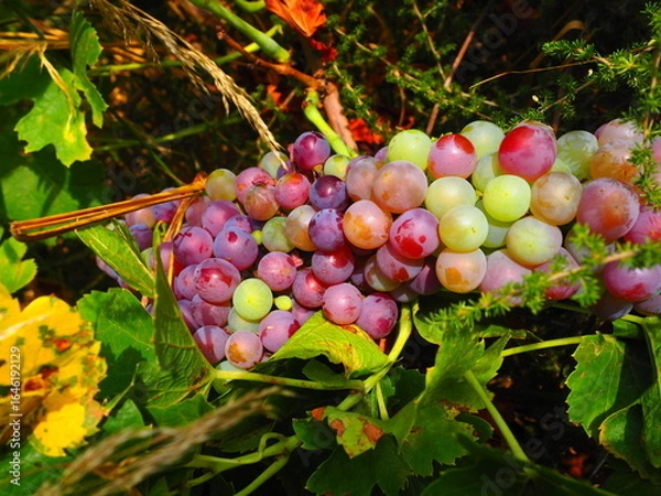 Obraz Cluster of ripe red grapes among green leaves in vineyard, soft focus summer countryside scene