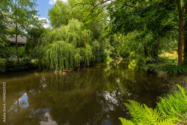 Fototapeta Anstau der Wesenitz mit Weide und Reflektion