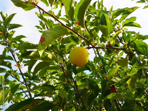 Obraz Close-up of two ripe yellow apples hanging from a tree branch in bright sunligh