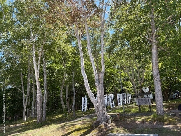 Fototapeta 小樽市内の天狗山