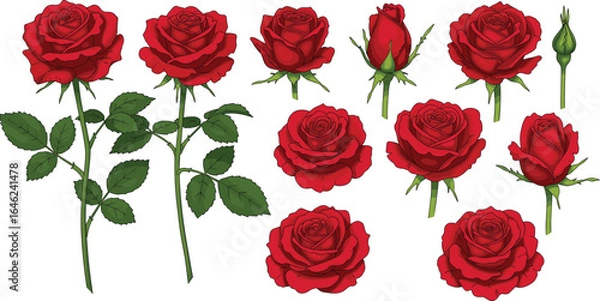 Obraz Red rose bloom illustration, flower growth stages, botanical clipart set, rose plant with leaves, floral vector design, garden blossom bundle