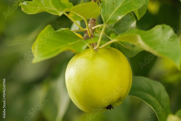 Obraz green apple on a tree