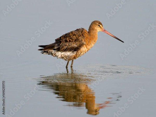 Obraz Black-tailed godwit, Limosa limosa