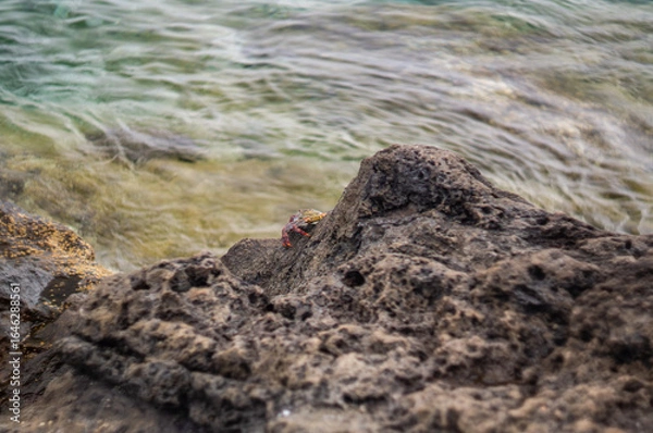 Fototapeta Colorful crab on volcanic rock by the ocean shore of Madeira