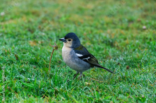 Fototapeta Fringilla coelebs madeirensis searching for food on wet grass, Buchfink von der Seite