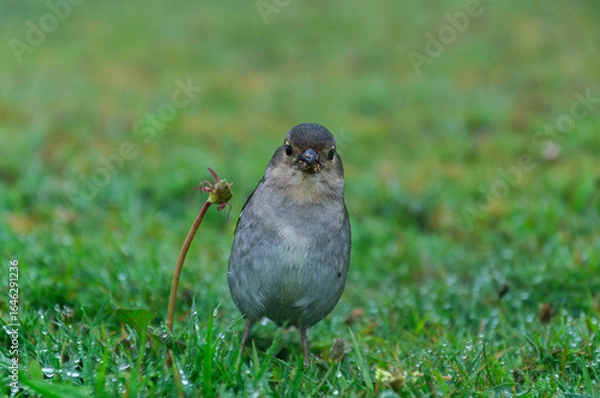 Fototapeta Buchfink von der Seite, Endemic bird species walking on green lawn after rainfall, Madeira Island female chaffinch bird