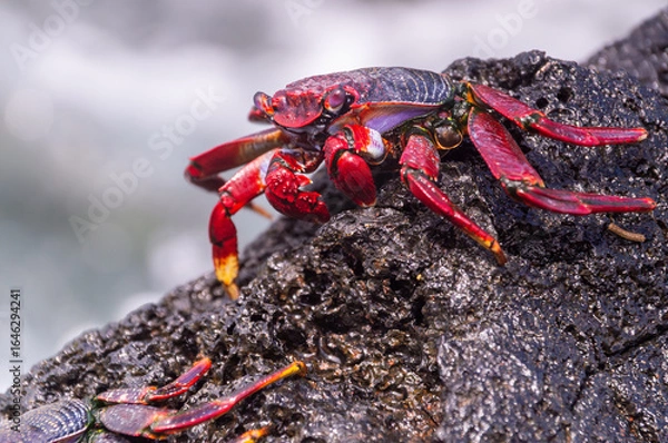 Fototapeta Vibrant red crab resting on lava rock, Madeira coast, Sally Lightfoot crab, Grapsus grapsus