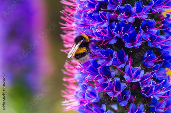 Fototapeta Bumblebee on Echium candicans (Pride of Madeira) flower