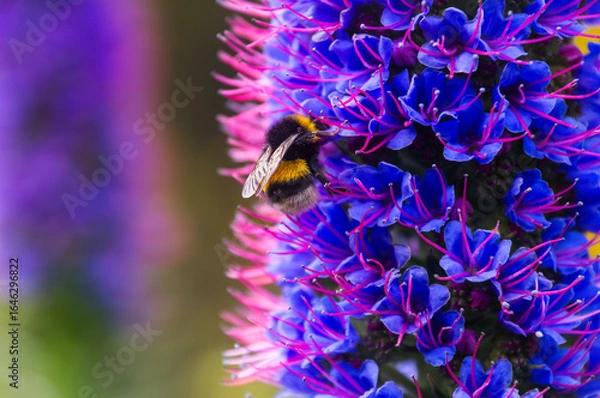 Fototapeta Close-up of bumblebee pollinating blue and purple flowers in Madeira
