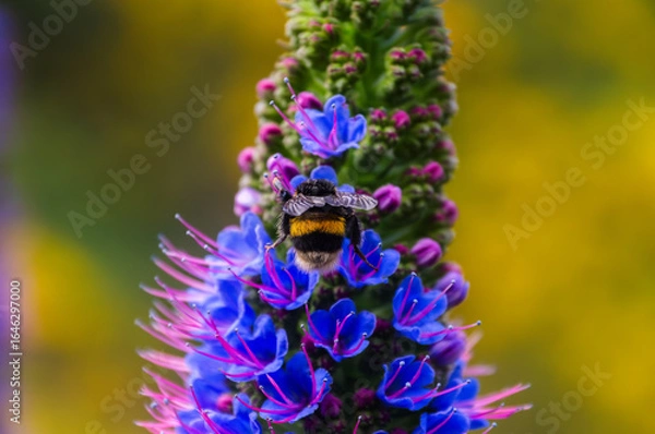 Fototapeta Pollination of Pride of Madeira blossom by bumblebee