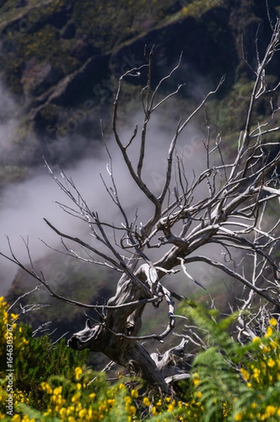 Fototapeta Twisted Dead Tree in Madeira Mountains