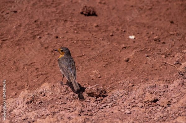 Fototapeta European Robin Standing on a Rock