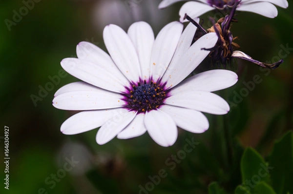 Fototapeta Close-up of White Daisy Flower with Purple Center