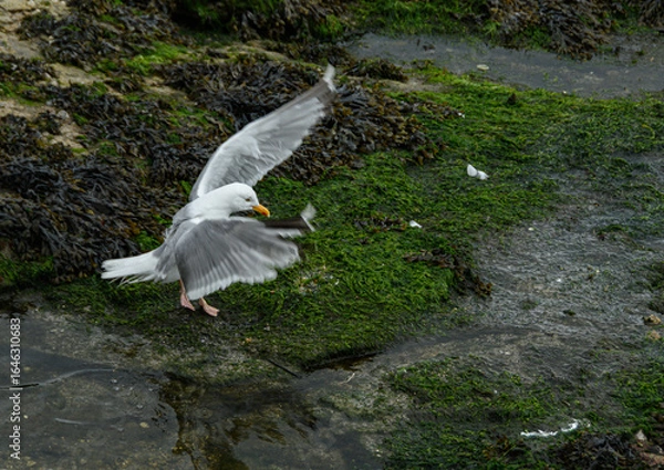 Obraz La mouette arrive