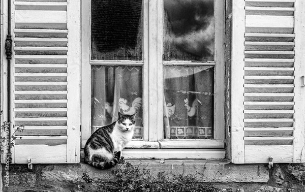 Obraz Le chat sur la fenêtre
