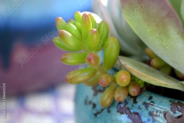 Obraz succulent