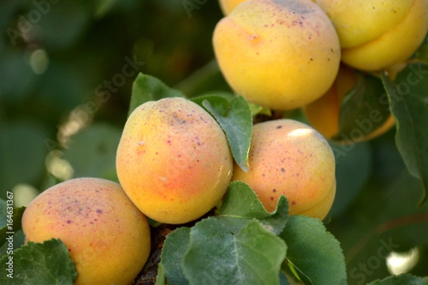 Obraz apricot