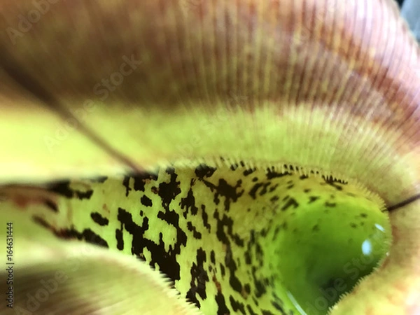 Obraz pitcher plant