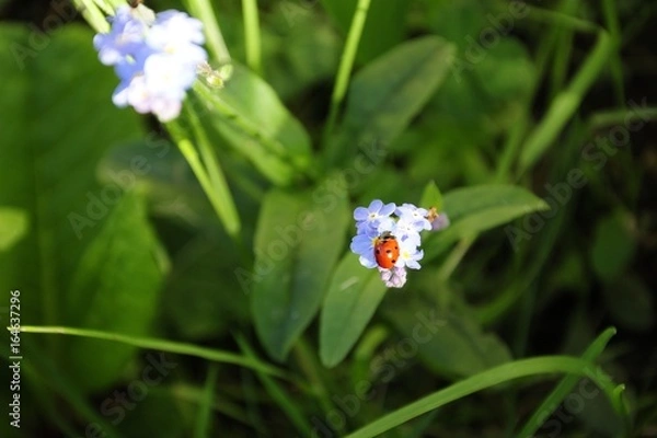 Obraz Myosotis et coccinnelle