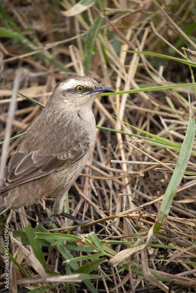 Obraz The field thrush is a species of papaya. It is famous for its vast repertoire of songs, which include imitations of other species.