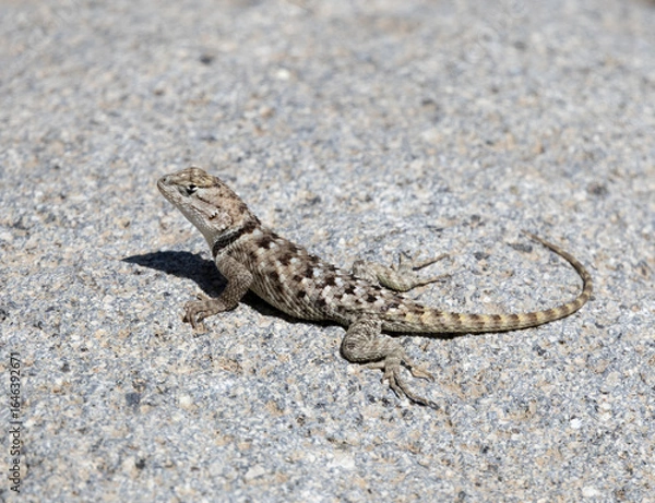 Obraz lizard