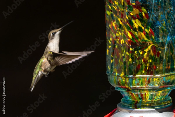 Obraz hummingbird flying next to a colorful feeder