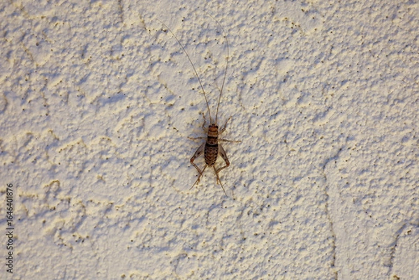 Obraz A young male common house cricket climbing on a stucco wall in California.
