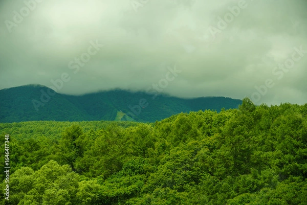 Obraz 夏の森、曇り空の山々