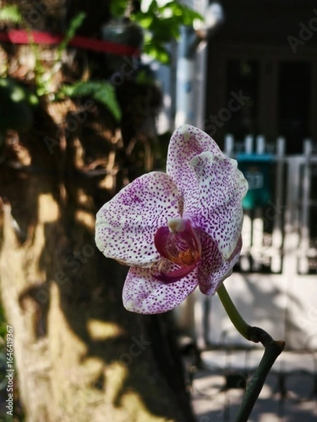 Obraz pink orchid flower