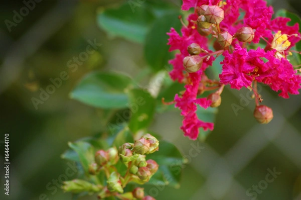 Fototapeta CRAPE MYRTLE -7-17